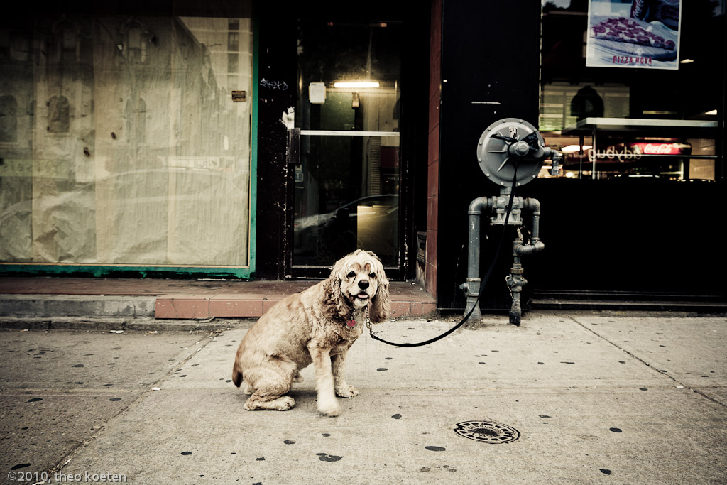 dog > pets > animals, Toronto
