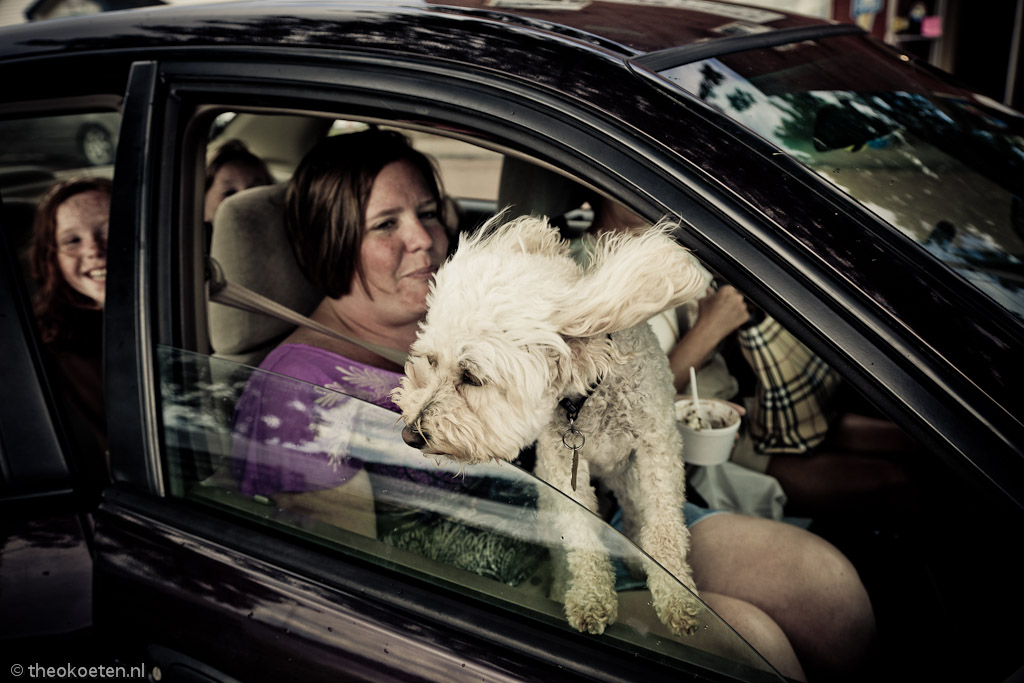 dog > pets > animals, Nova Scotia, pugwash, village